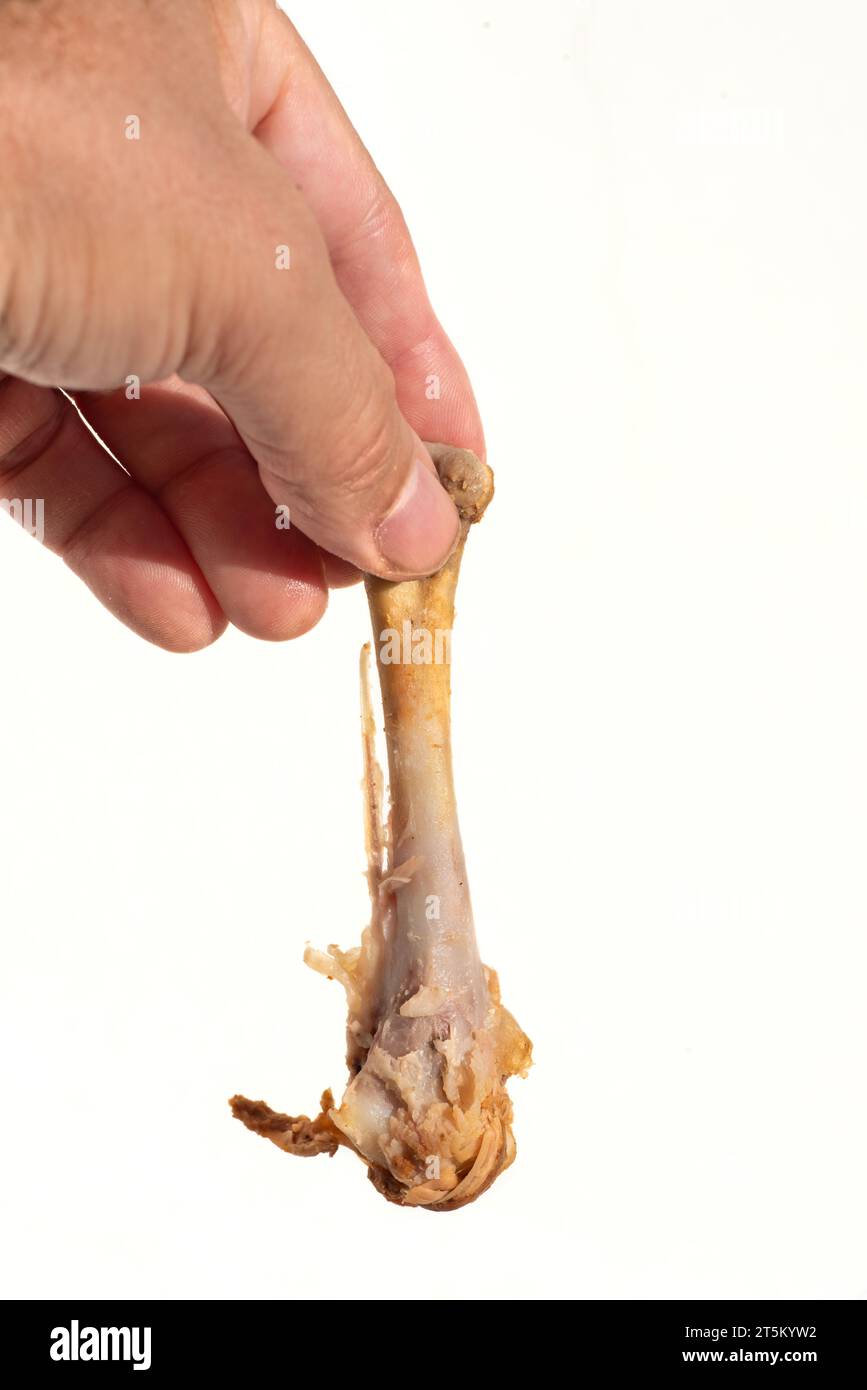 Mano maschile che tiene un osso di pollo tra le dita Foto Stock