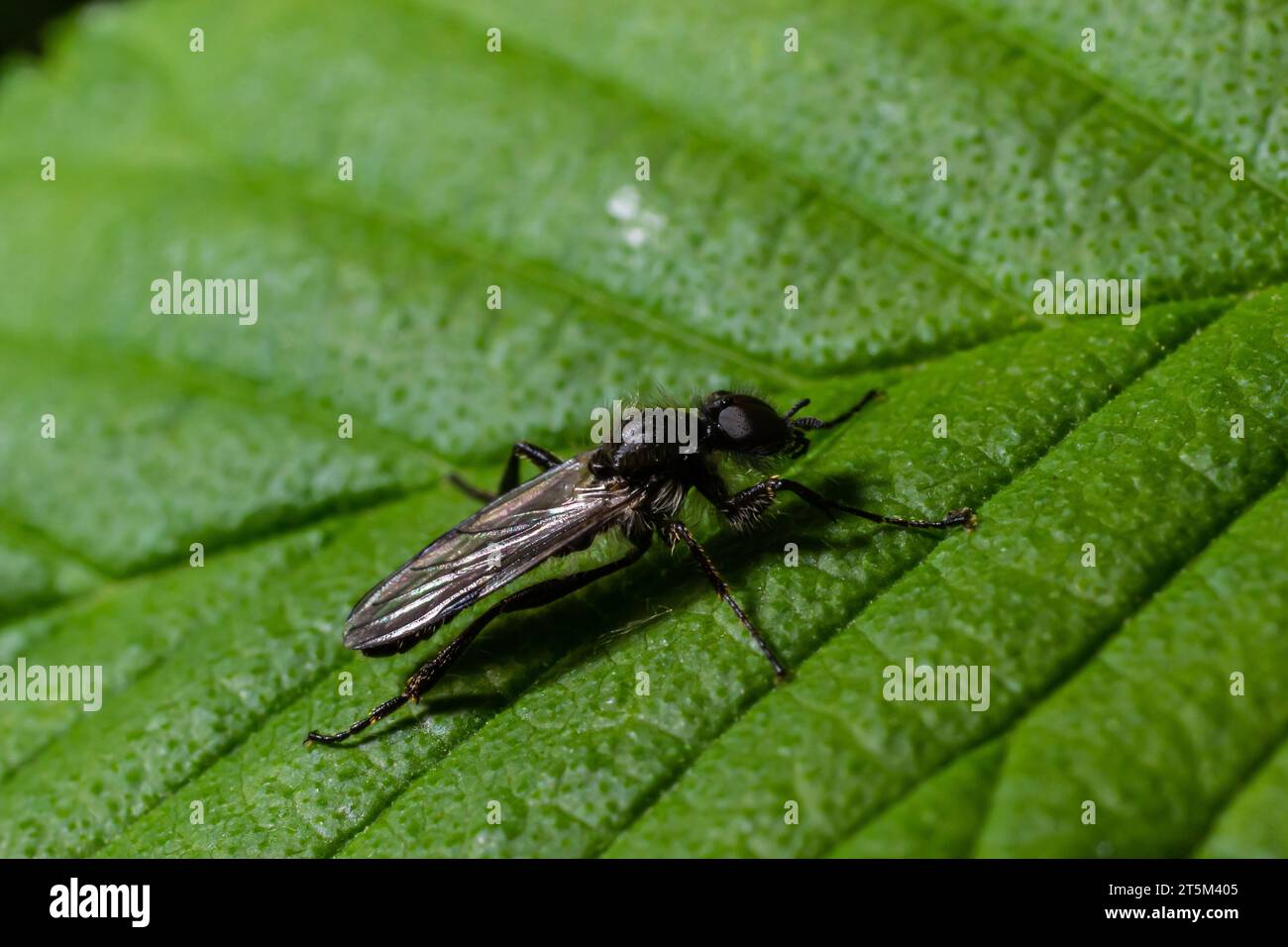 Aquilegia sawfly chiamato anche columbine sawfly Pristiphora rufipes. Comune peste di ribes e uva spina in giardini e piantagioni coltivate. Foto Stock