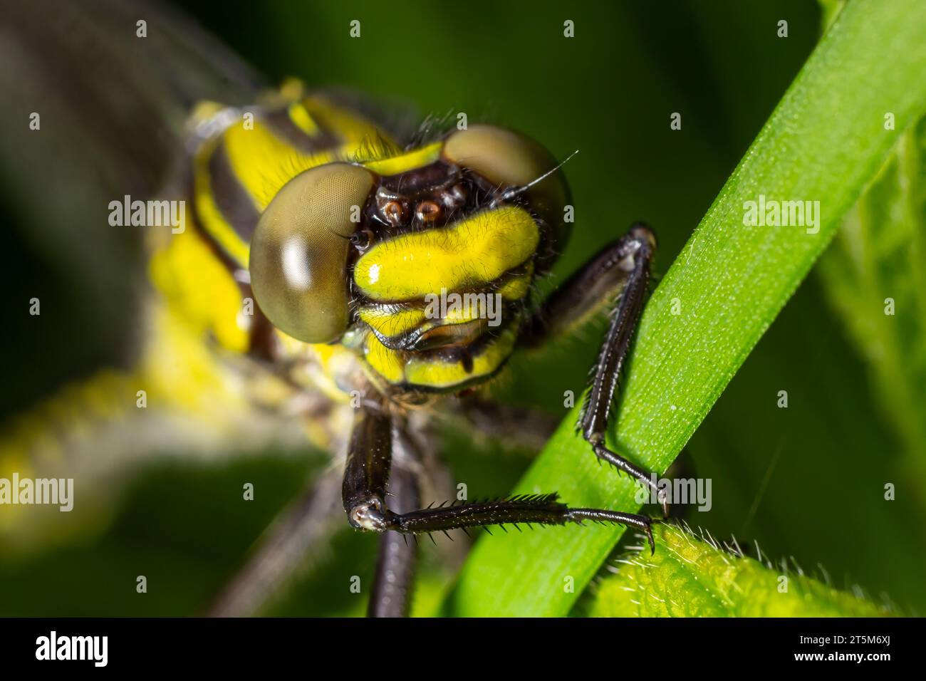 Guscio grigio libellula larvale. Esuvia ninfale di Gomfus vulgatissimus. Filamenti bianchi che sporgono dall'esuvia sono rivestimenti di trachea. Exuviae, ou essiccato Foto Stock