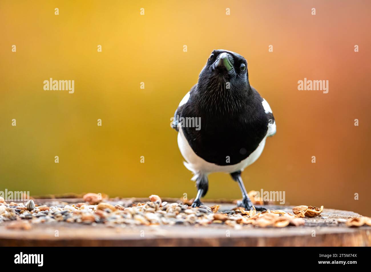 Una Magpie europea in natura Foto Stock