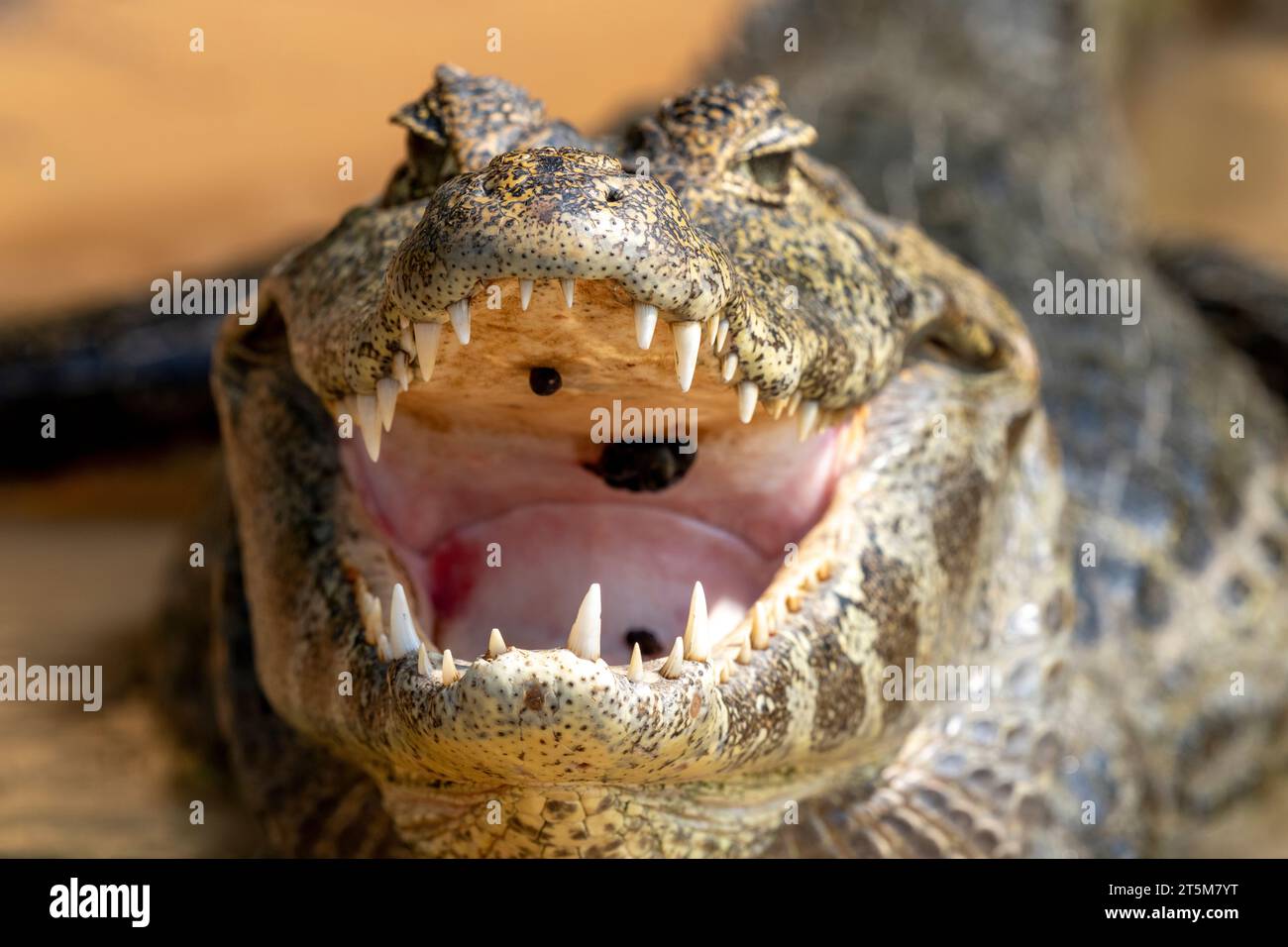 Pericolo yacare caiman a Pantanal (CTK Photo/Ondrej Zaruba) Foto Stock
