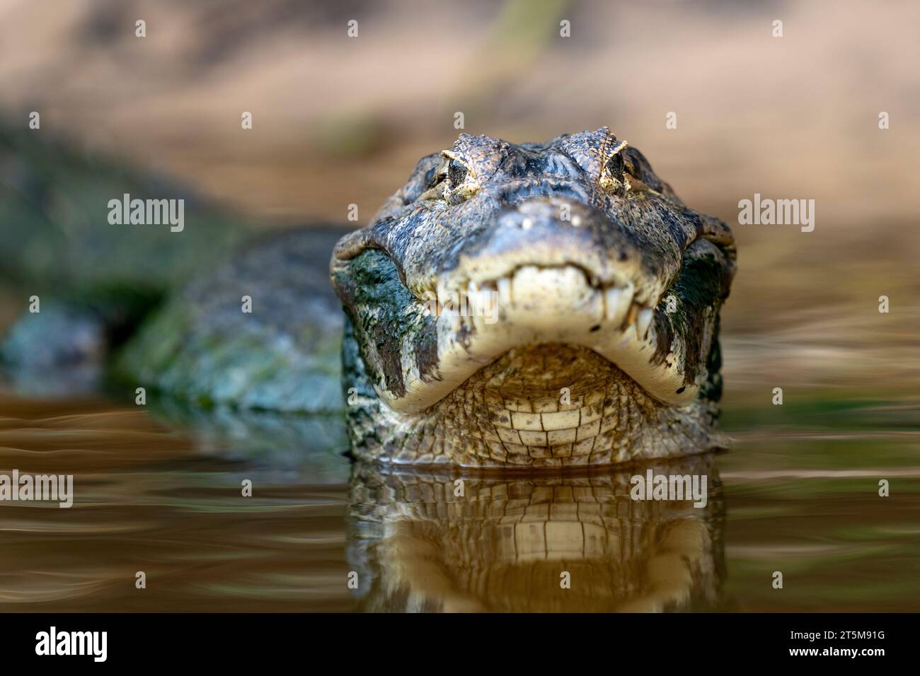Pericolo yacare caiman a Pantanal (CTK Photo/Ondrej Zaruba) Foto Stock