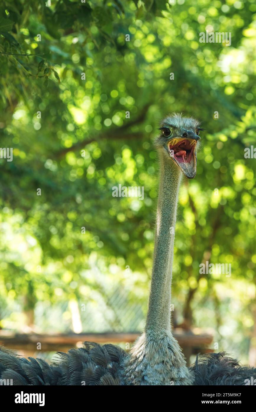 Struzzo arrabbiato con becco aperto e messa a fuoco selettiva Foto Stock