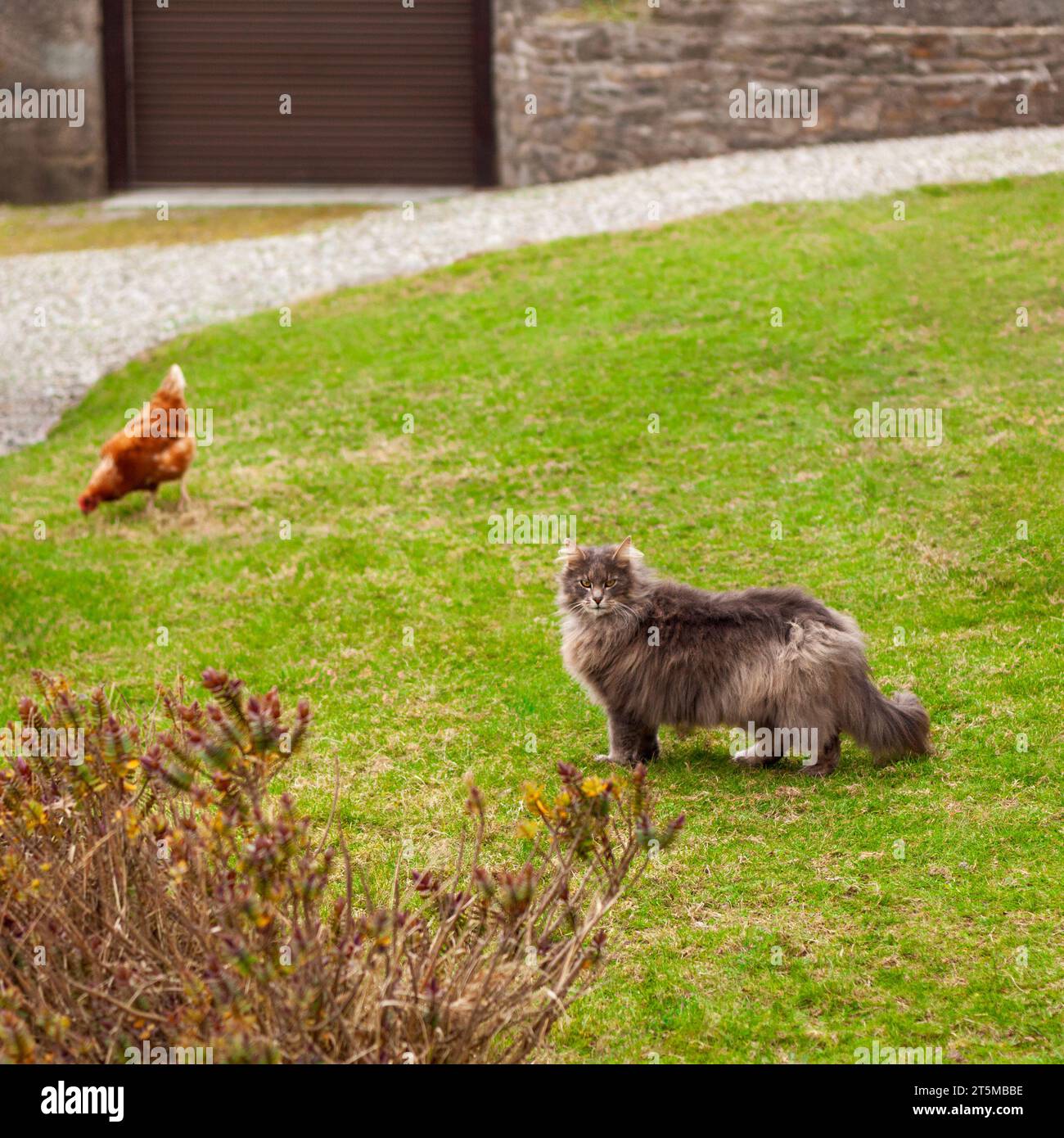 Il selvaggio gatto forestale norvegese all'aperto si intrufola con un pollo Foto Stock