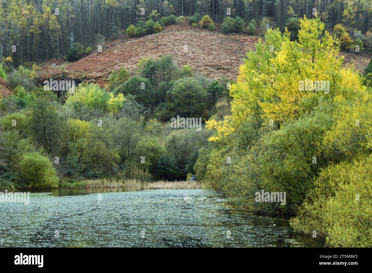 Ripresa ravvicinata del laghetto di Cwm Clydach nella valle di Clydach, al largo della valle di Rhondda, tra l'estate e l'autunno, con il percorso ancora utilizzato. Foto Stock