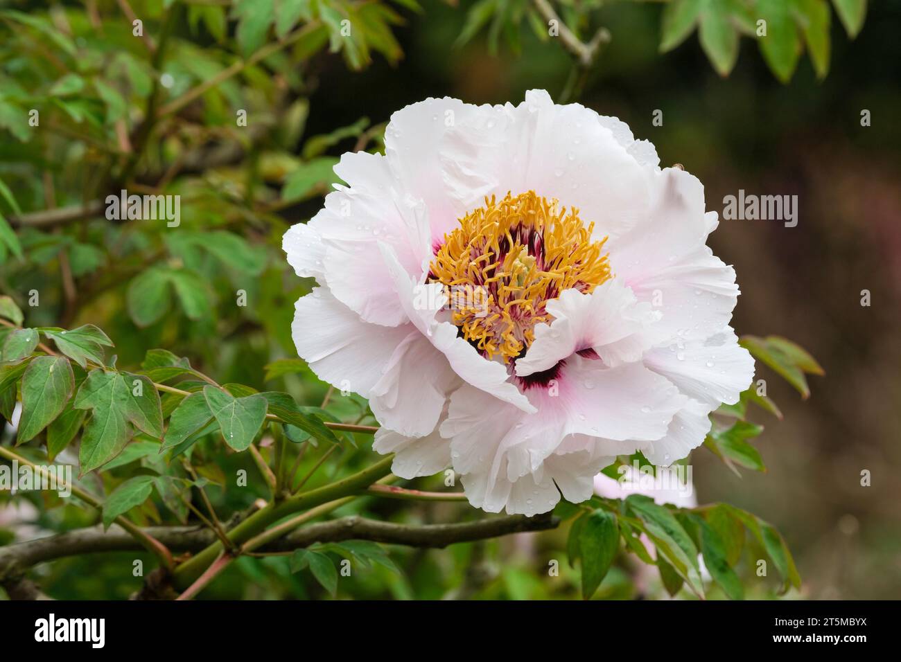 Paeonia Highdown, Peony Highdown, Gansu Group, grandi fiori viola pallido, marcature viola scure centrali che invecchiano fino al bianco in estate Foto Stock