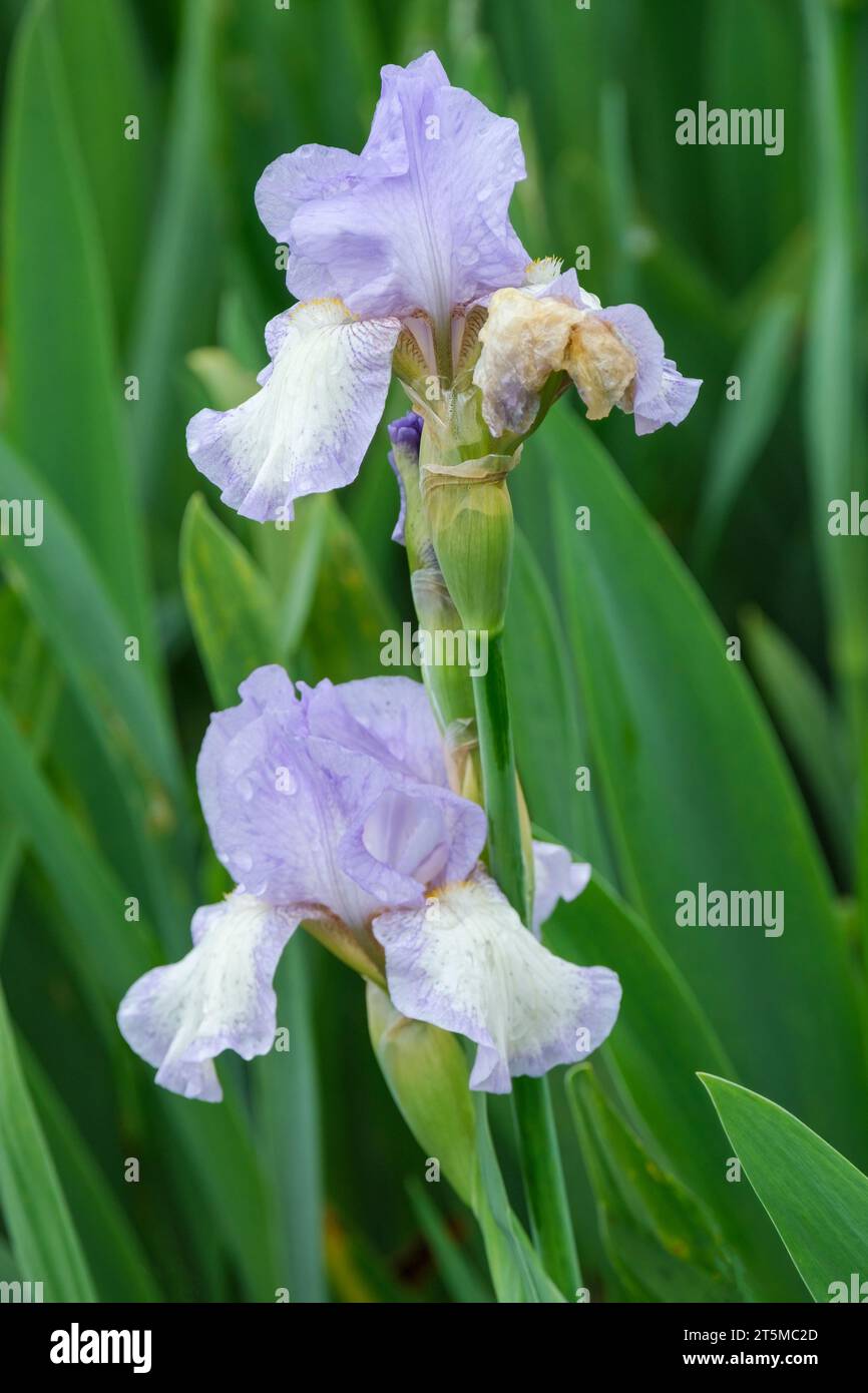 Iris Tirra Lirra. Iris barbuto nano, fiori blu grigiastro tenui, le cascate più grigie, barbe bianche con punte d'arancio Foto Stock
