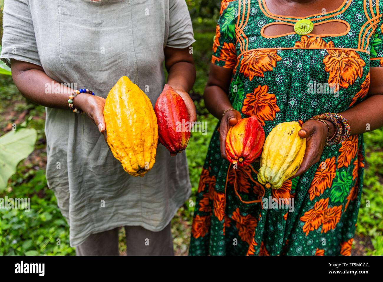Primo piano di due raccoglitrici africane che mostrano i baccelli di cacao che hanno appena raccolto. Foto Stock