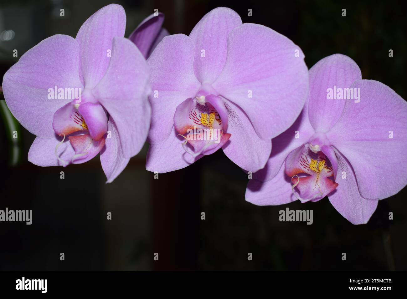 fiori dell'orchidea Foto Stock