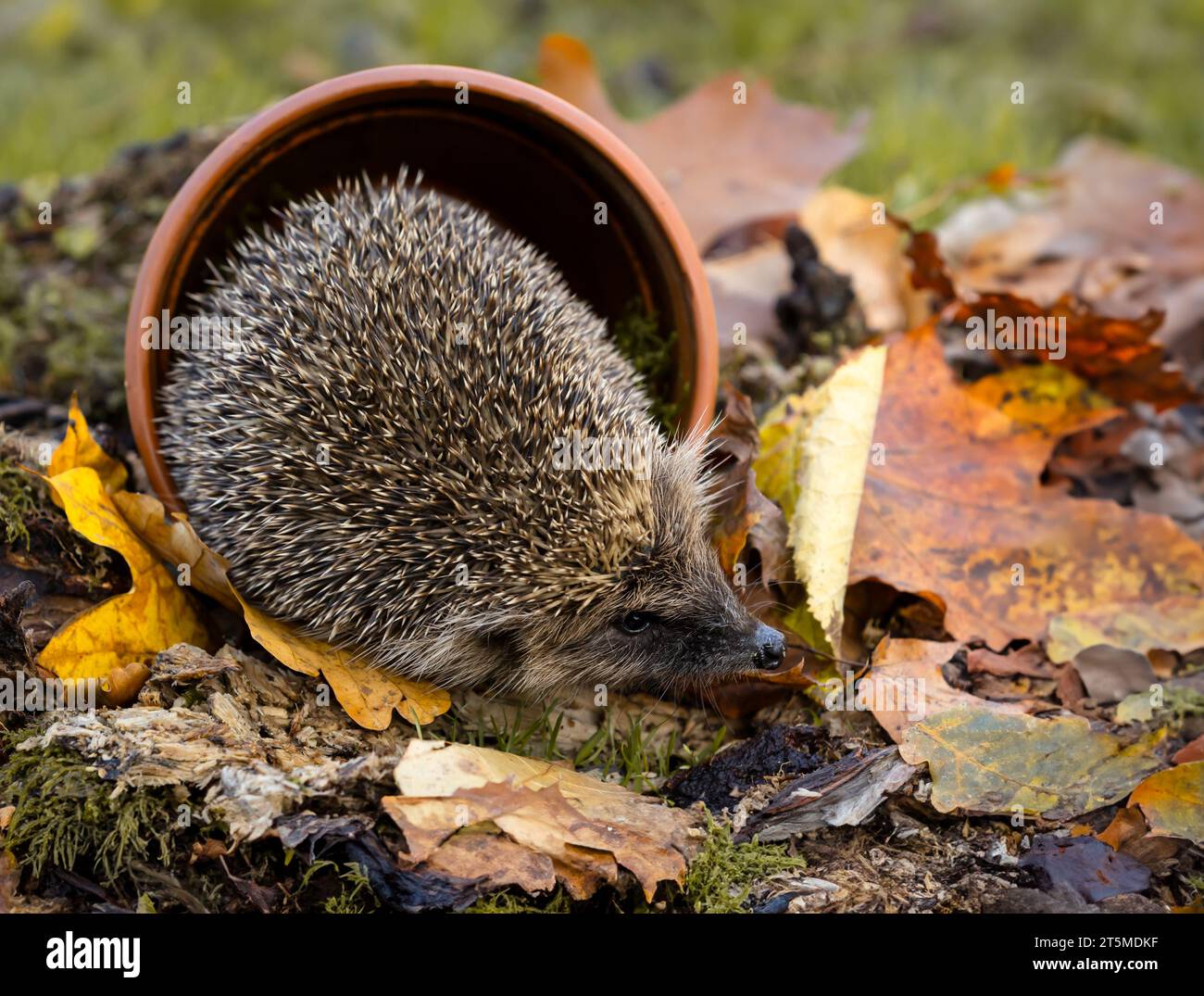 Hedgehog, nome scientifico: Erinaceus Europaeus. Primo piano di un riccio selvaggio e nativo europeo che si fa forgiare tra foglie autunnali ed emerge da una terra Foto Stock