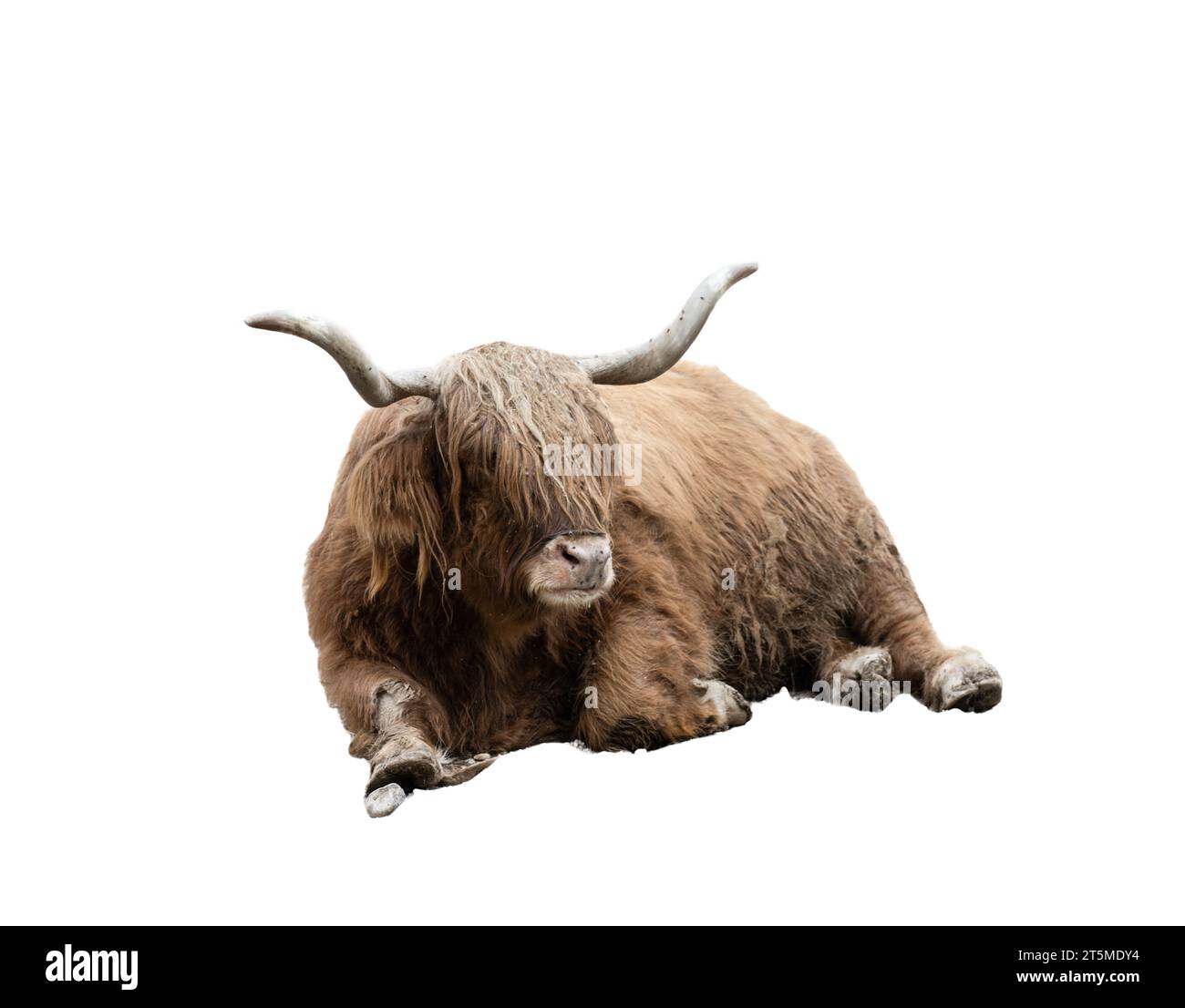 mucca highlander su sfondo trasparente Foto Stock