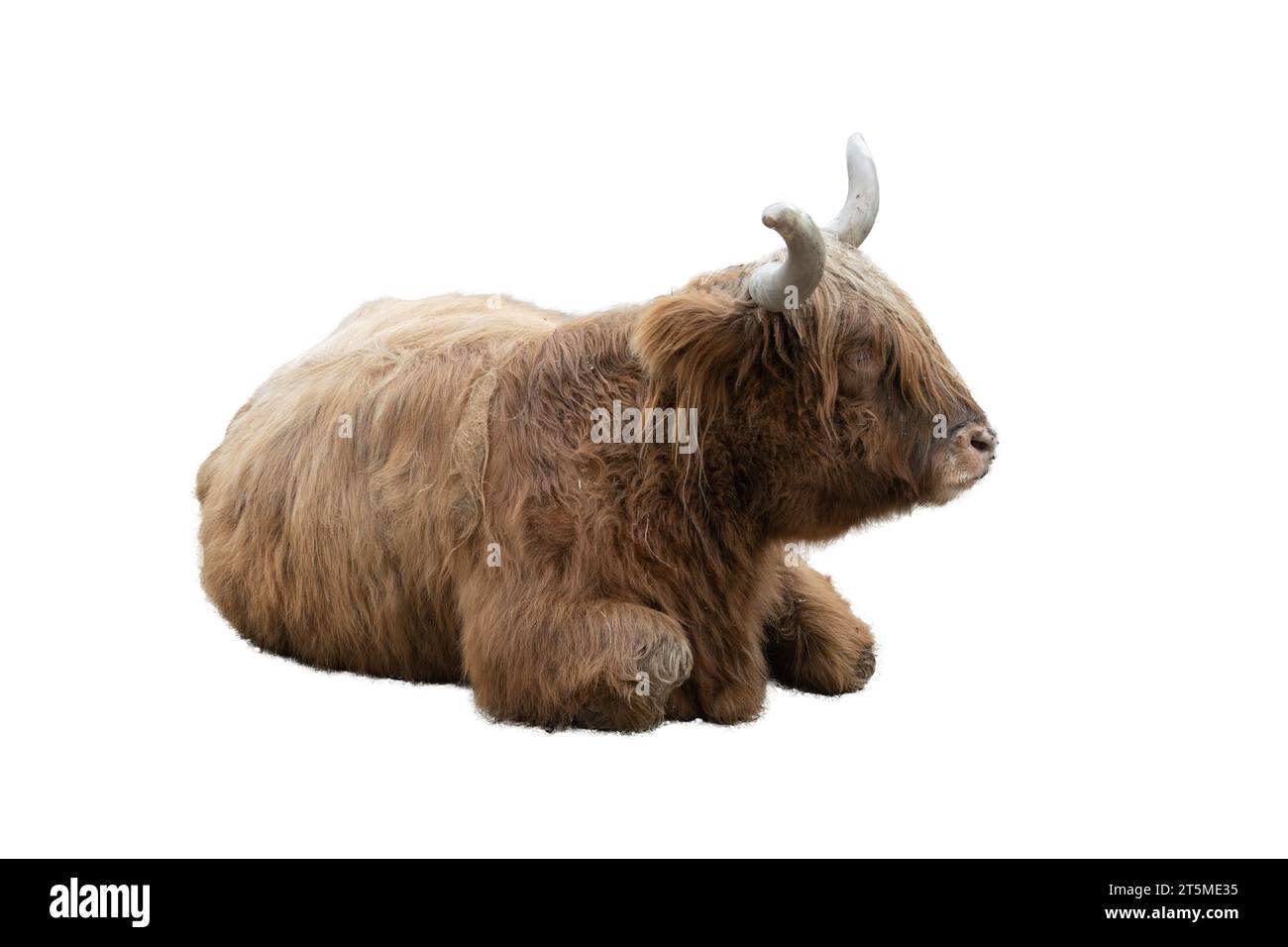 mucca highlander su sfondo trasparente Foto Stock