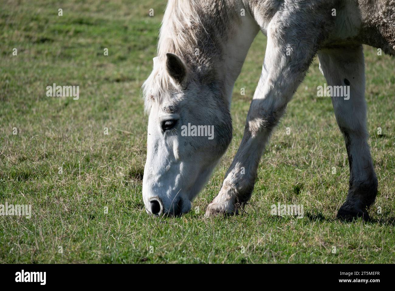 Un cavallo grigio che pascolava, Warwickshire, Regno Unito Foto Stock
