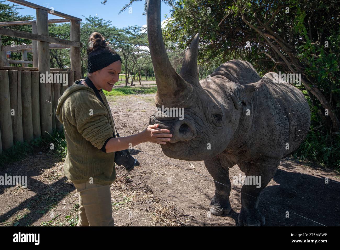 Fotografo di fauna selvatica con rhino cieco immagini che FONDONO IL CUORE DEL KENYA mostrano un rarissimo rinoceronte nero cieco curato da personale devoto del Kenya Foto Stock