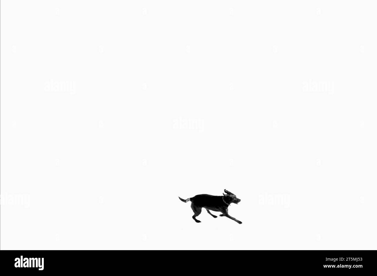 Cane su un lago ghiacciato Foto Stock