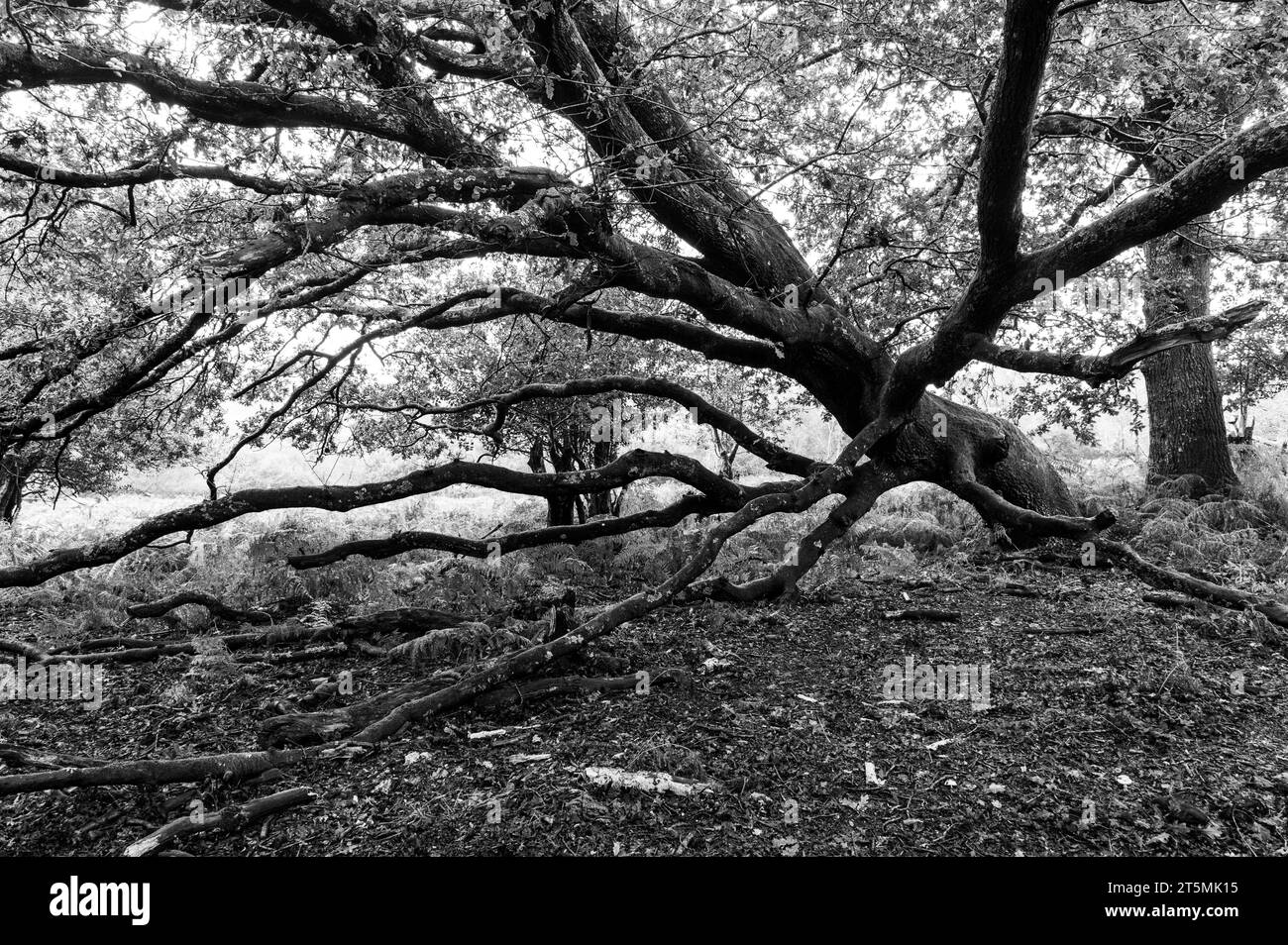 Vecchi alberi nella New Forest, in Inghilterra, in bianco e nero Foto Stock