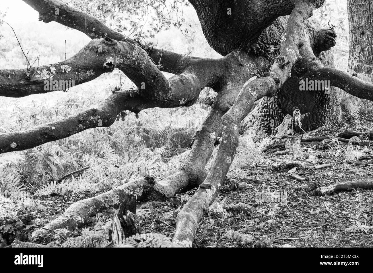 Vecchi alberi nella New Forest, in Inghilterra, in bianco e nero Foto Stock