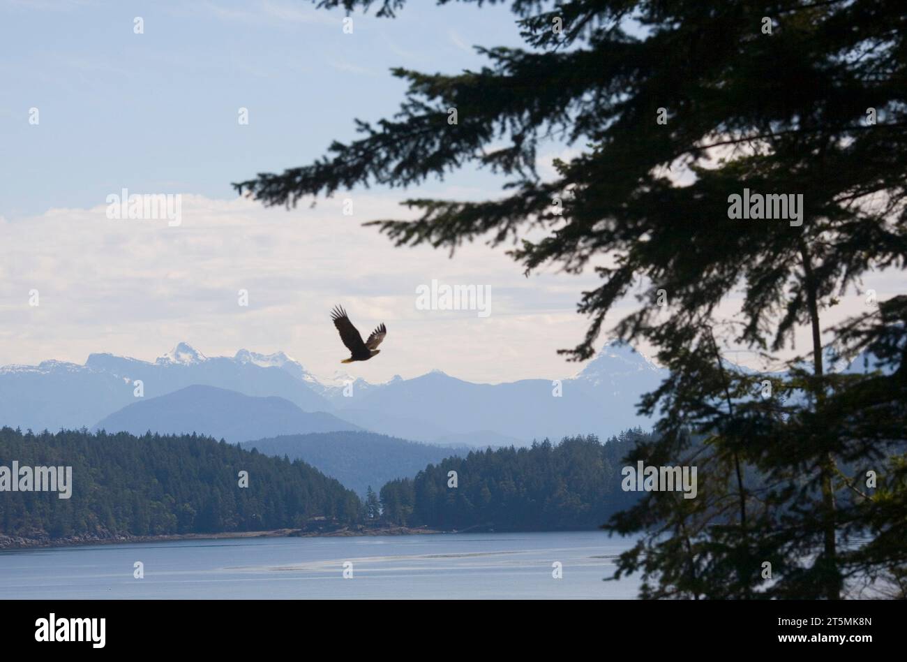 Un'aquila calva vola di nuovo al suo nido in un alto albero che si affaccia sulla baia di Smelt al largo della costa di Cortes Island, nella Colombia Britannica. Foto Stock