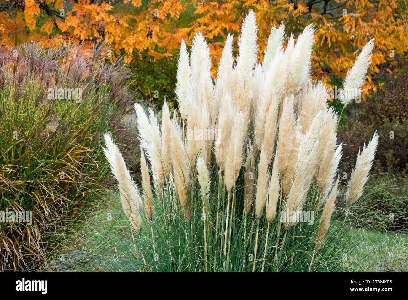 Cortaderia selloana nel giardino autunnale Pampas Fanciulla erba e sfondo di alberi ingiallibili Vista panoramica Foto Stock
