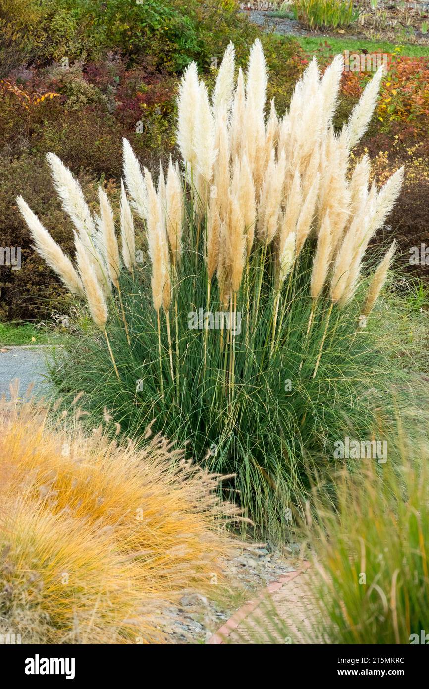 Erba di Pampas, Cortaderia selloana, Giardino, Autunno, erba Foto Stock