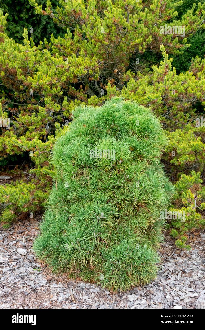 Due pini Black Pine Pinus nigra "Globosa Viridis" e Pinus banksiana "Schoodic" in giardino Foto Stock
