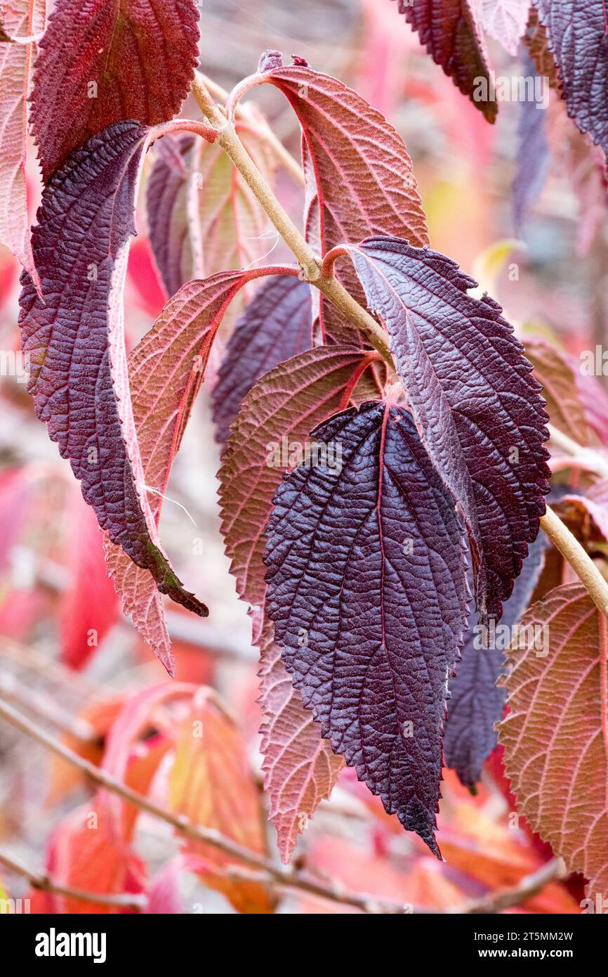 Autunno, buio, foglie, Viburnum plicatum Mariesii, diventa rosso, Leaf, in, November, Plant Foto Stock
