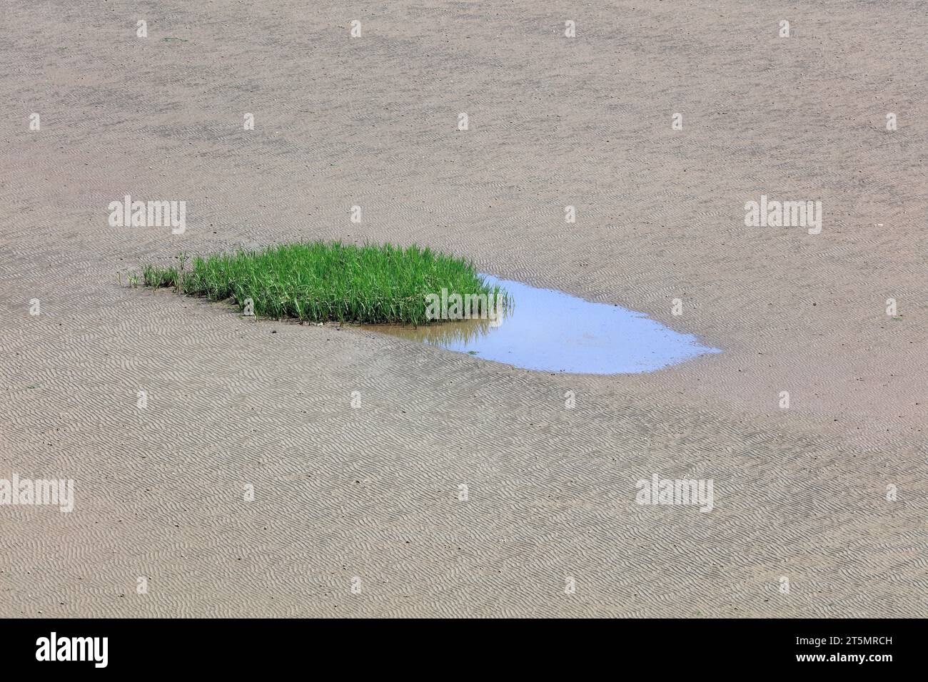 Spartina alterniflora sulla spiaggia Foto Stock