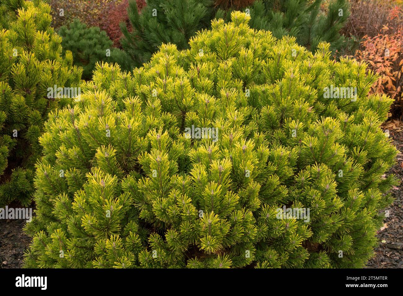 Giallo, conifere, albero, stagione, autunnale, colore, giardino, pino di montagna, Pinus mugo "Jalubí" Foto Stock