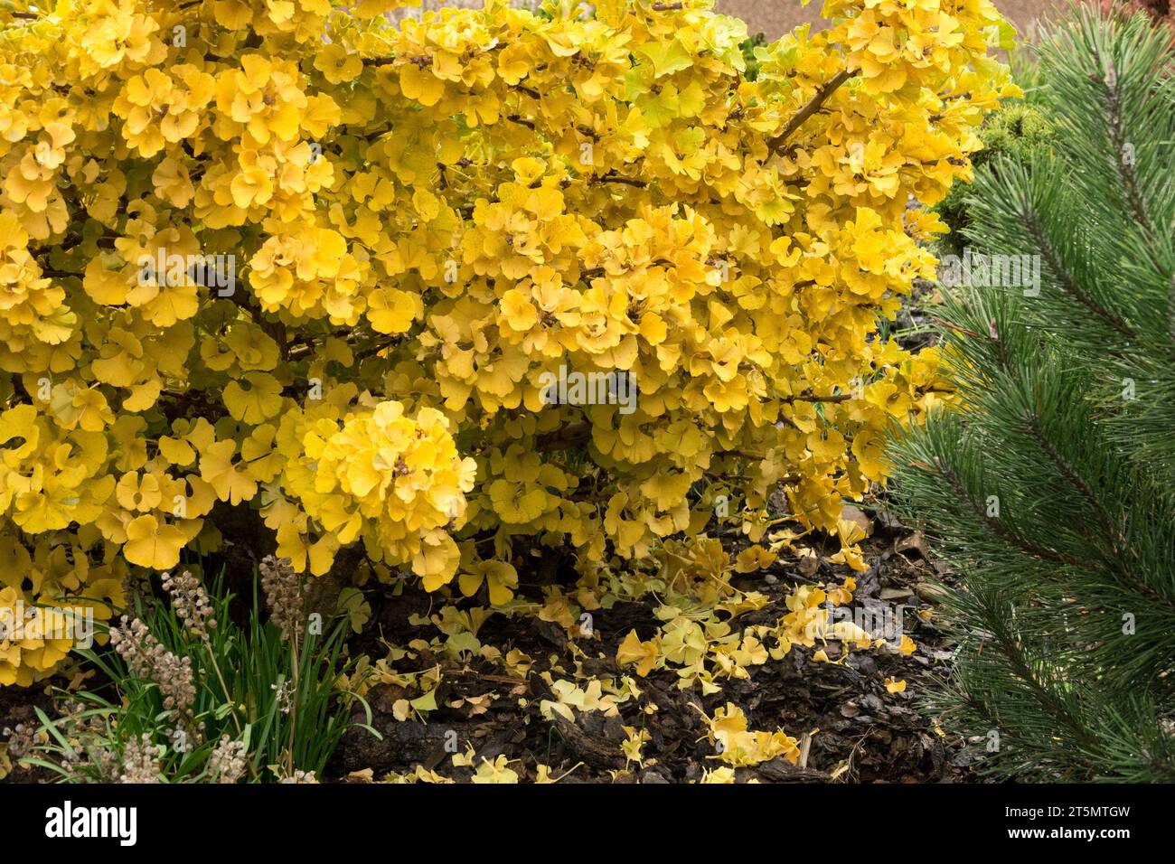 Autunno, giallo, Foliage, Ginkgo biloba "Troll", Maidenhair Tree, giardino Foto Stock