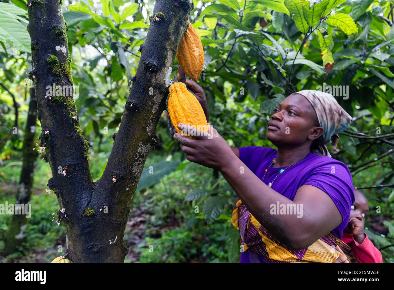 Madre con bambino legato alla schiena che raccoglie baccelli di cacao gialli maturi dall'albero. Foto Stock