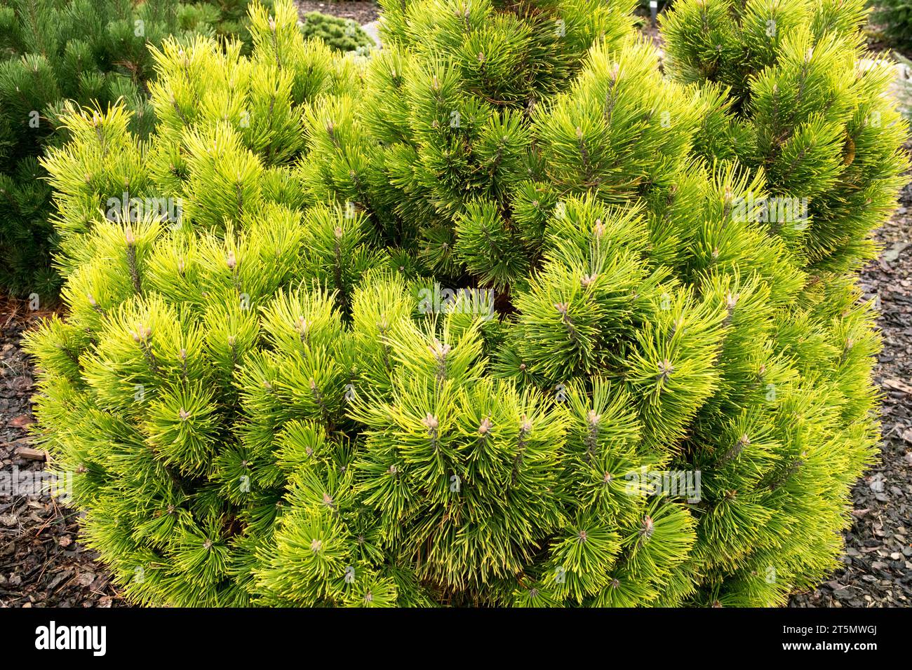 Mountain Pine, Pinus mugo "Winter Sun" Foto Stock