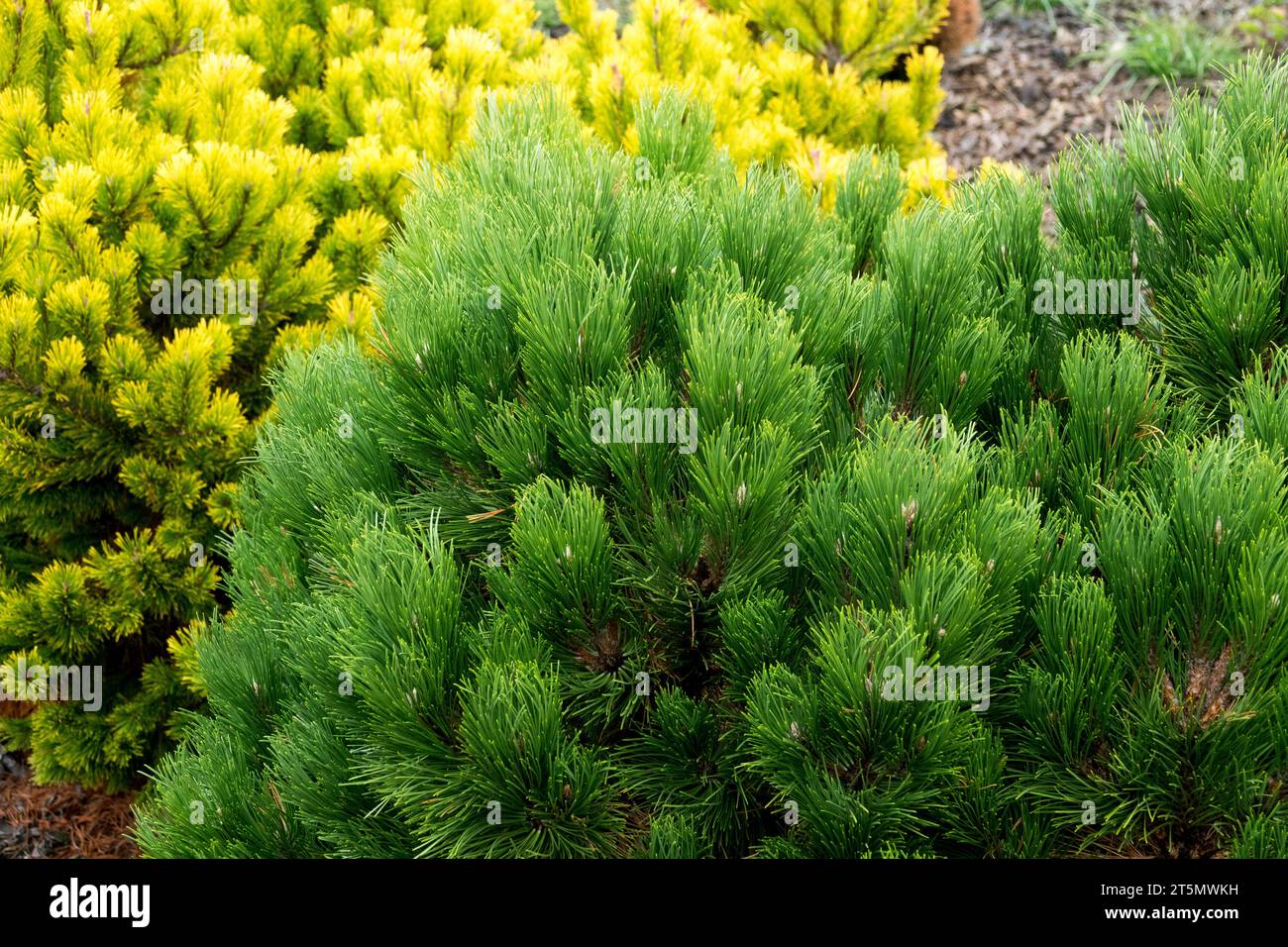 Aghi europei di pino nero Pinus nigra conifere piante di pino giardino Foliage Pinus nigra "Black Prince" austriaco Pino Conifer Pinus basso Foto Stock