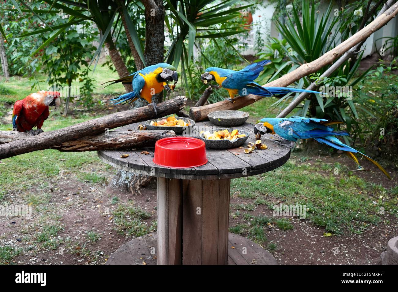 Tre Macaws blu e gialle e una Macaara rossa e verde, gustando una colazione fruttata in un giardino del Perù. Foto Stock