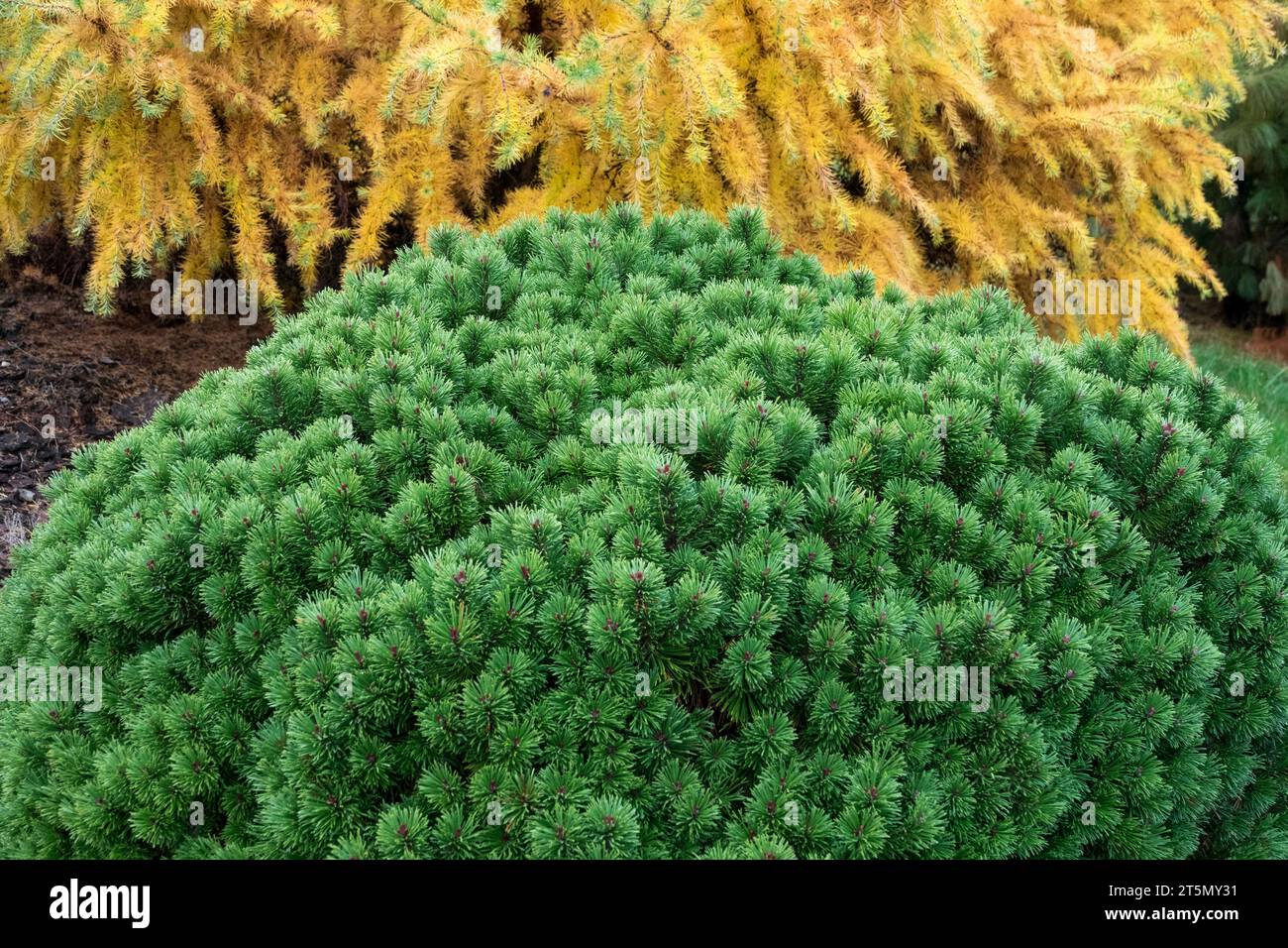 Verde, giallo, pino scozzese, Pinus sylvestris 'Valle del Doone', arco giapponese, Larix kaempferi 'Little Bogle', conifere, autunno Foto Stock