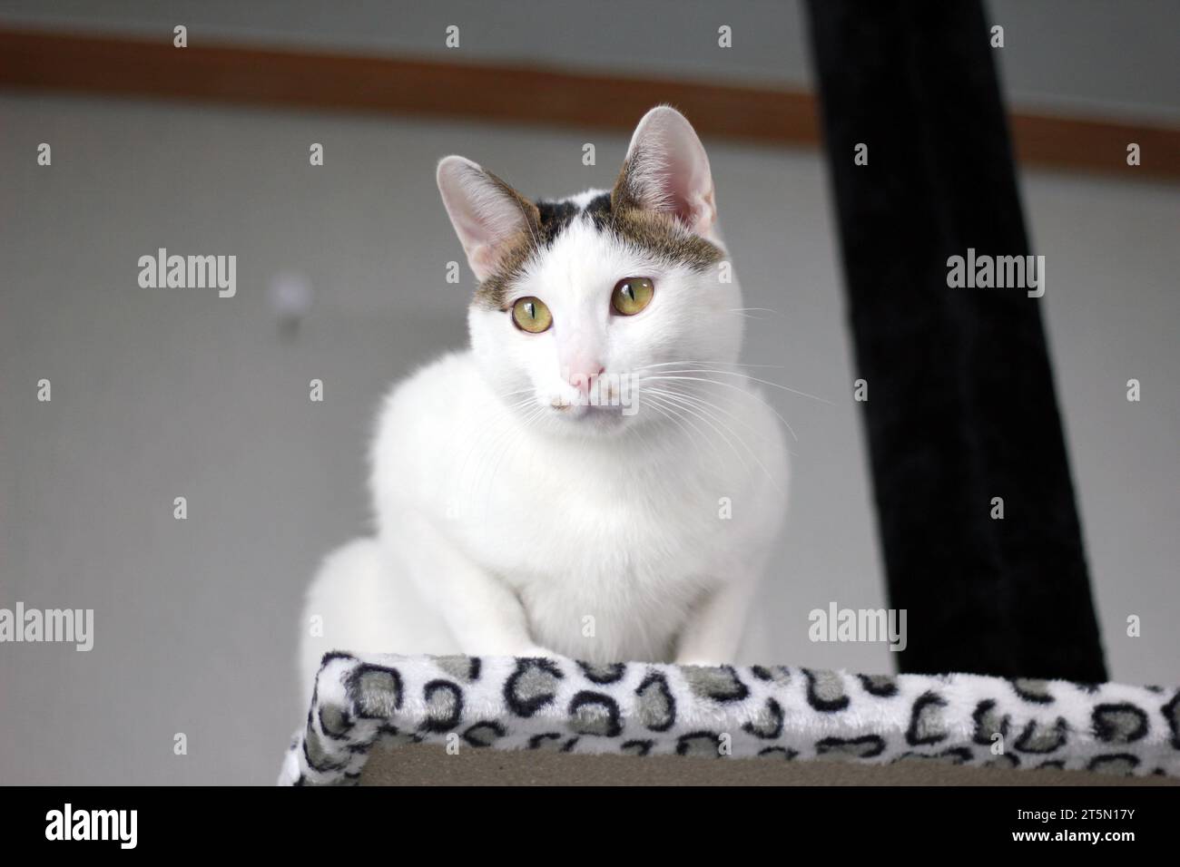 Simpatico gatto di Bobtail giapponese che gioca su una torre di gatto con stampa leopardata Foto Stock