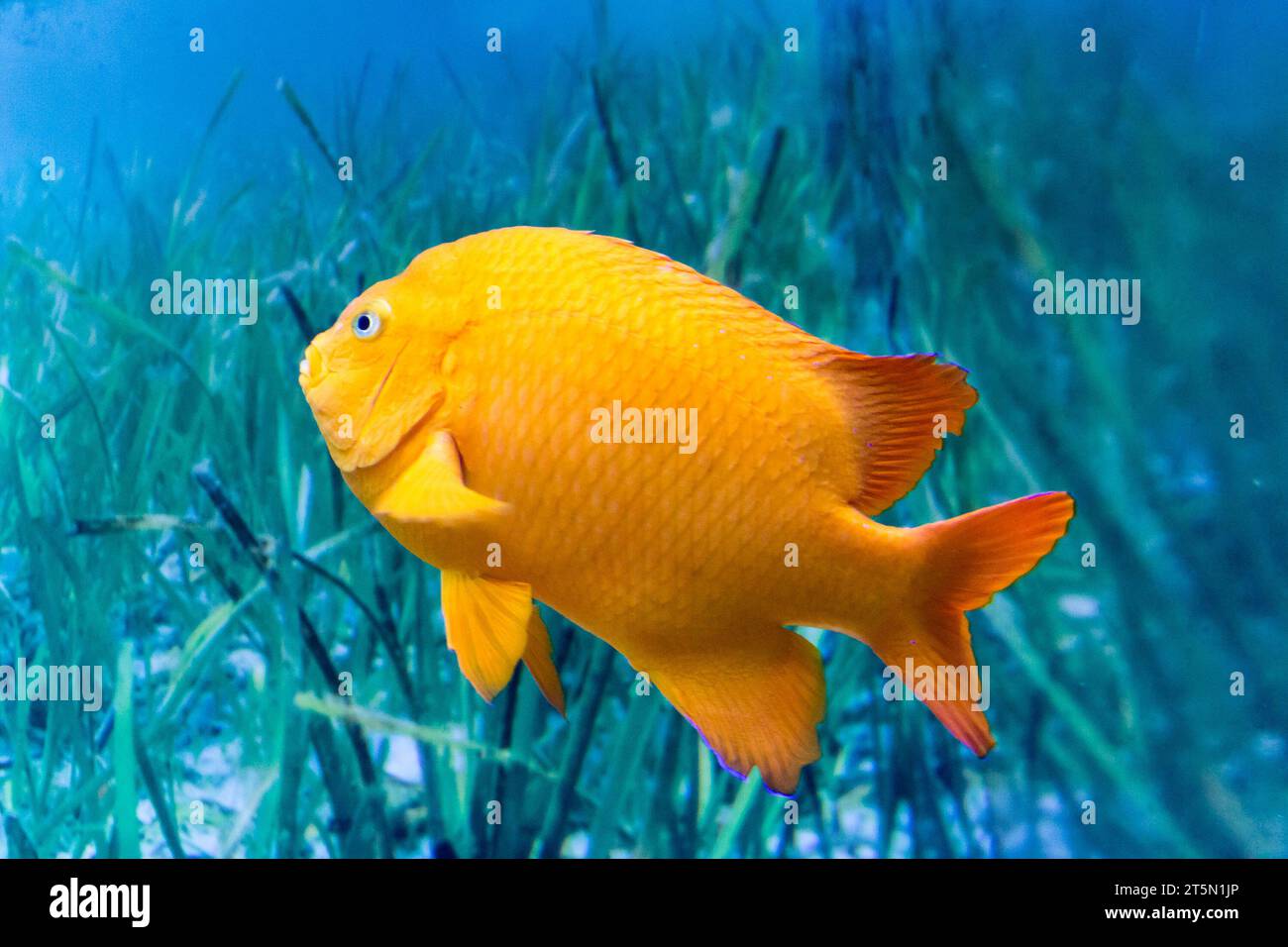 Pesce arancio garibaldi sullo sfondo di acqua e alghe Foto Stock