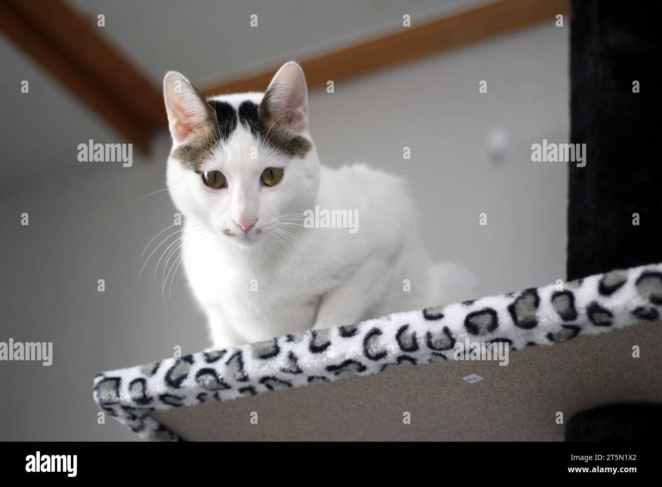 Simpatico gatto di Bobtail giapponese che gioca su una torre di gatto con stampa leopardata Foto Stock
