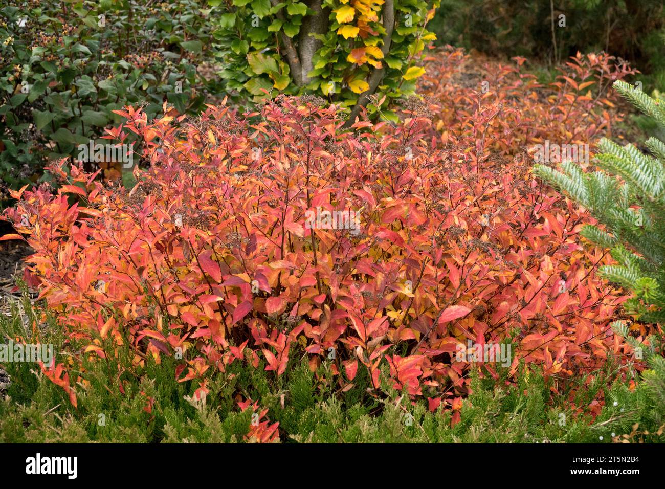 Spiraea decumbens in pizzo bianco, Plant in Garden, Autumn, Spiraea decumbens Foto Stock