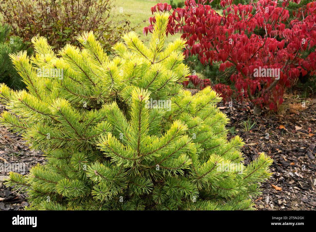 Scots Pine Pinus sylvestris Scotch Pine Dogwood Tree Pinus sylvestris Meffengowd Cornus florida 'Royal Red' colore autunnale Giardino dei colori autunnali Foto Stock