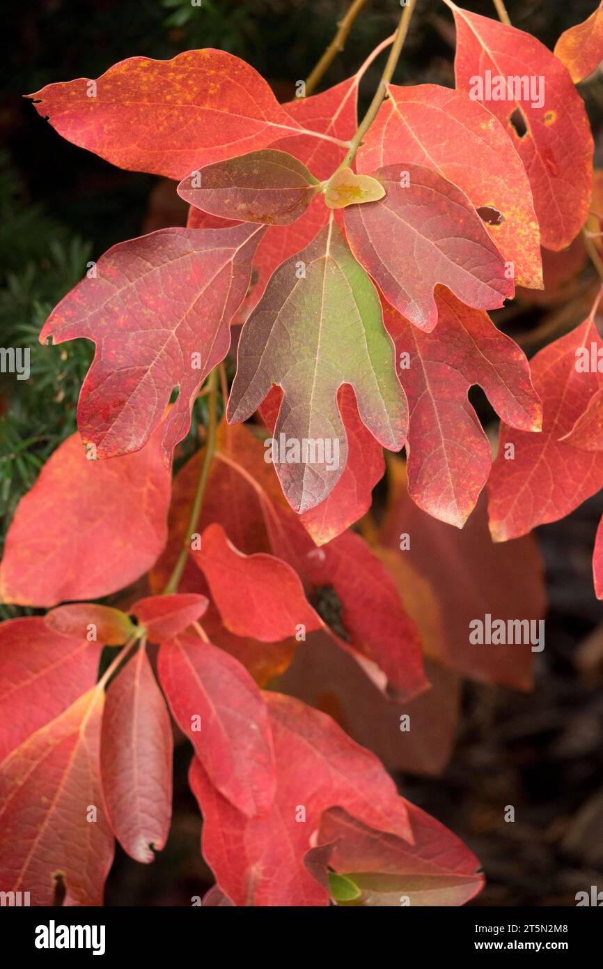 Sassafras albidum, Rosso, foglie, ON, ramificazione, autunno, fogliame, colore Foto Stock