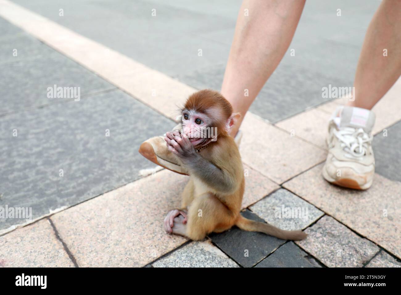 Scimmie animali domestici che giocano a terra Foto Stock