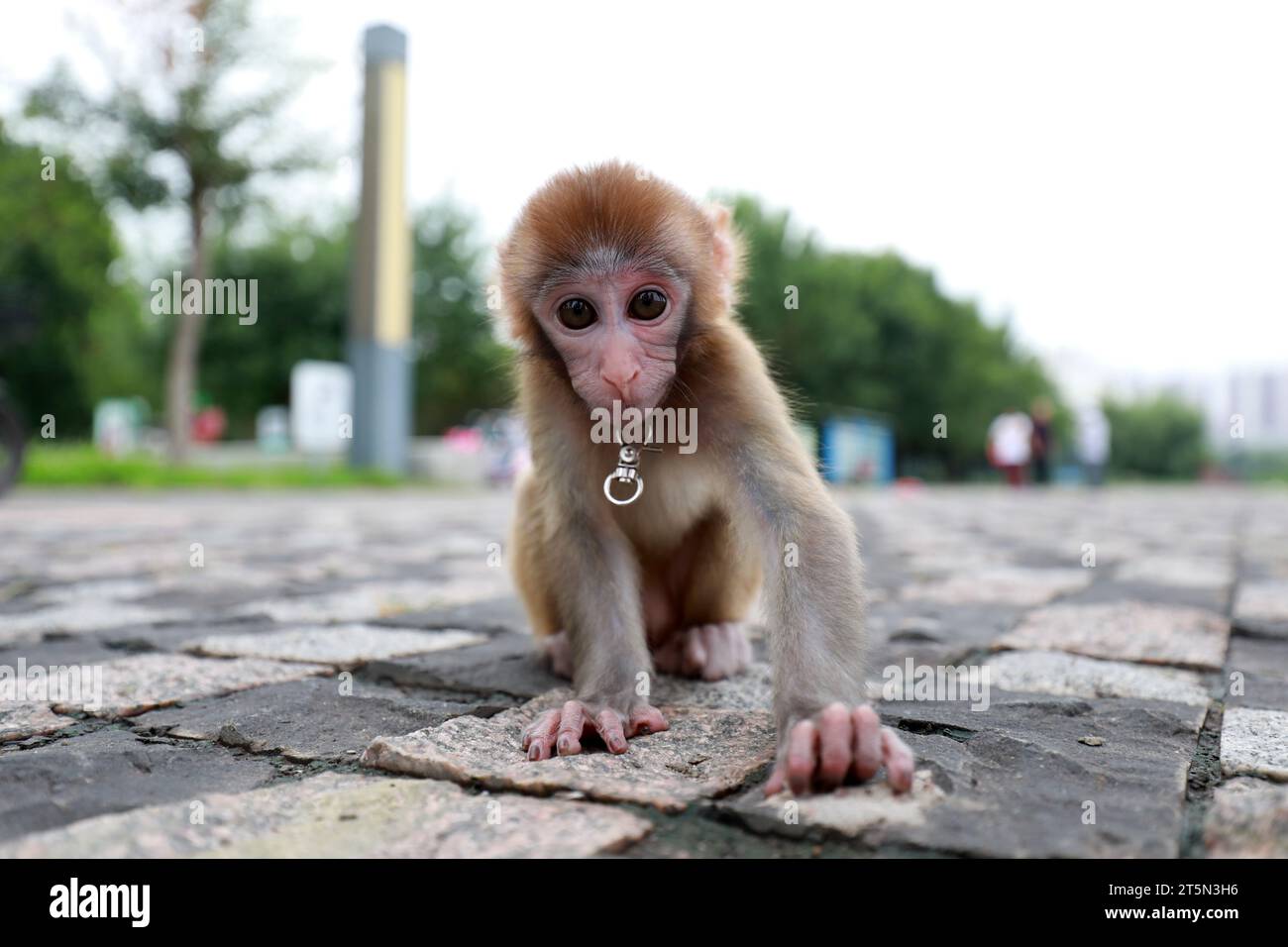 Scimmie animali domestici che giocano a terra Foto Stock