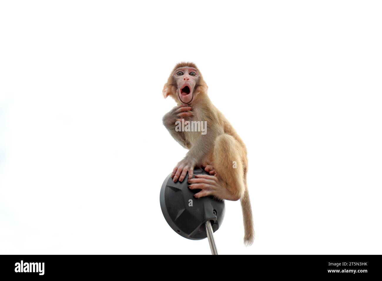 Le scimmie animali domestici giocano sugli specchi per motociclette Foto Stock