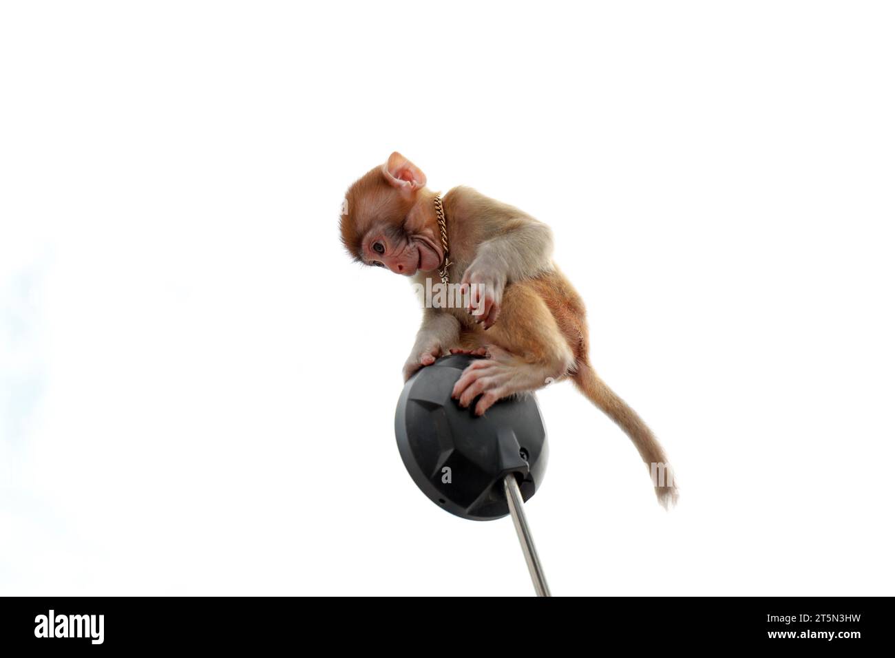 Le scimmie animali domestici giocano sugli specchi per motociclette Foto Stock