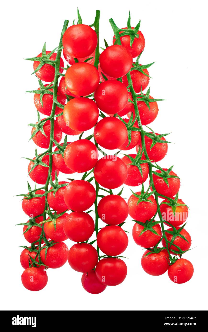 Tre pomodori ciliegini rossi sul ramo con gocce d'acqua isolate su sfondo bianco. Foto Stock