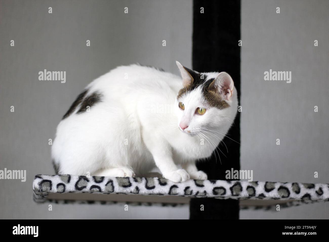 Simpatico gatto di Bobtail giapponese che gioca su una torre di gatto con stampa leopardata Foto Stock