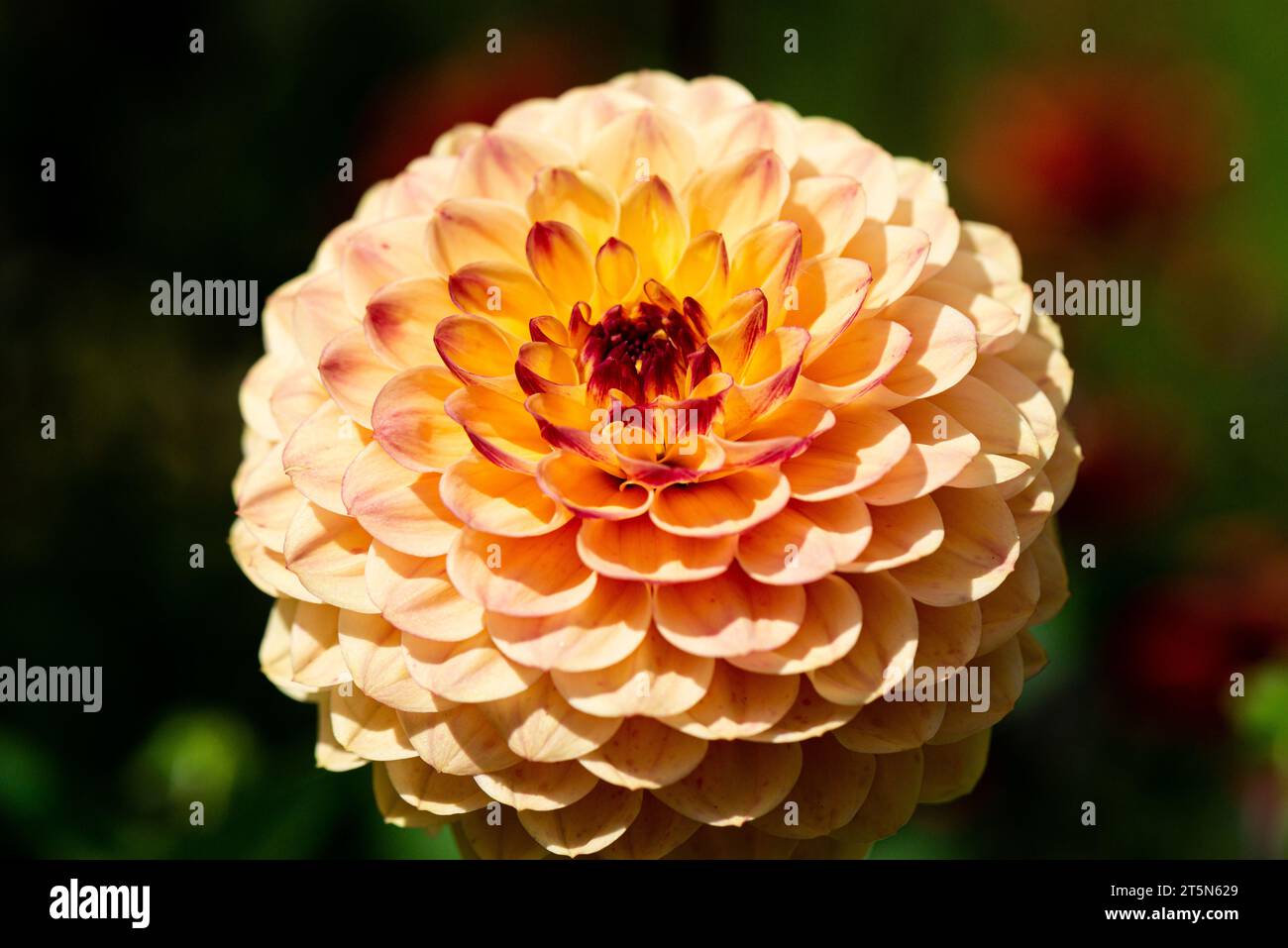 Una palla Dahlia Foto Stock