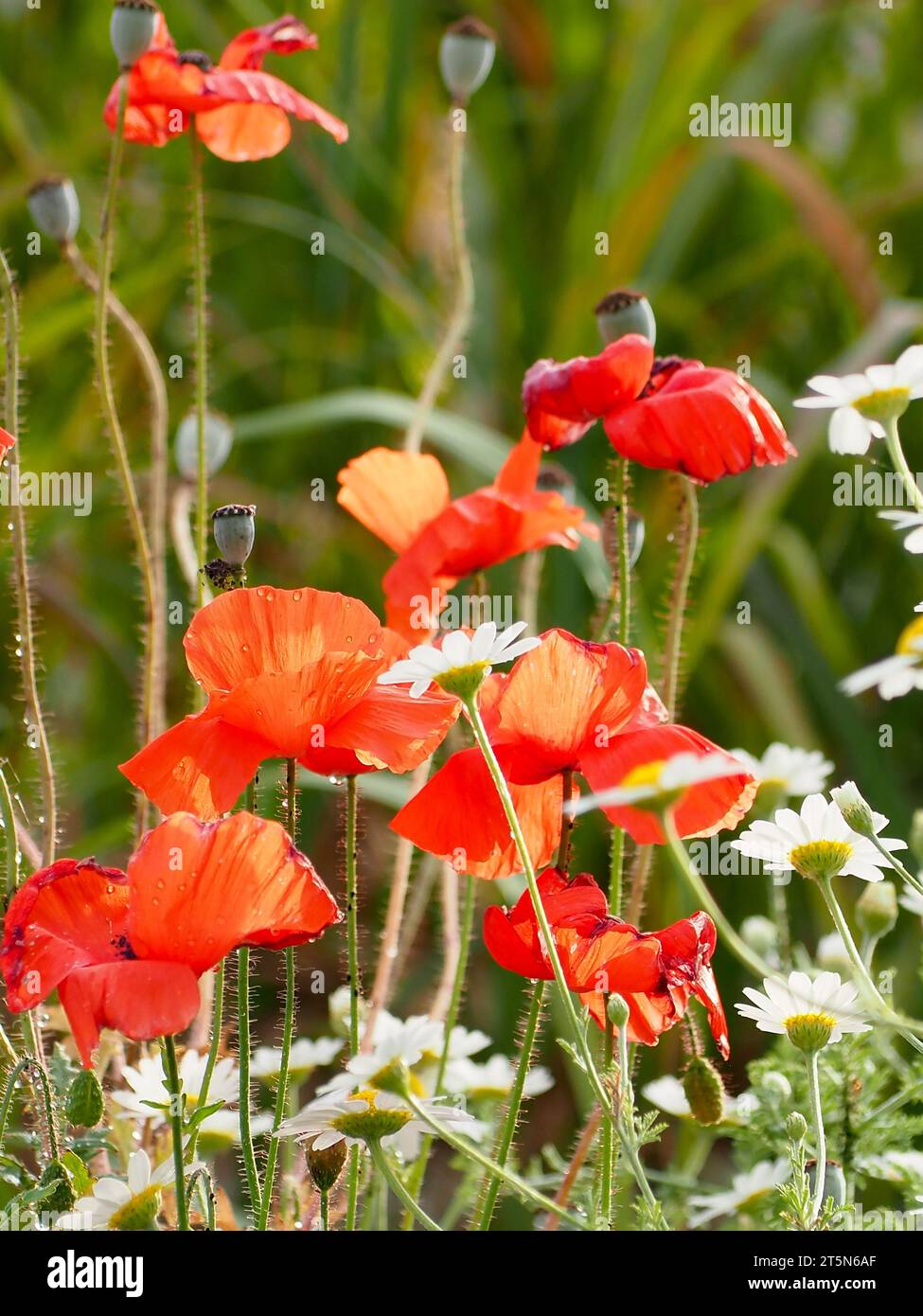 Bellissimi papaveri rossi che crescono tra le margherite bianche Foto Stock