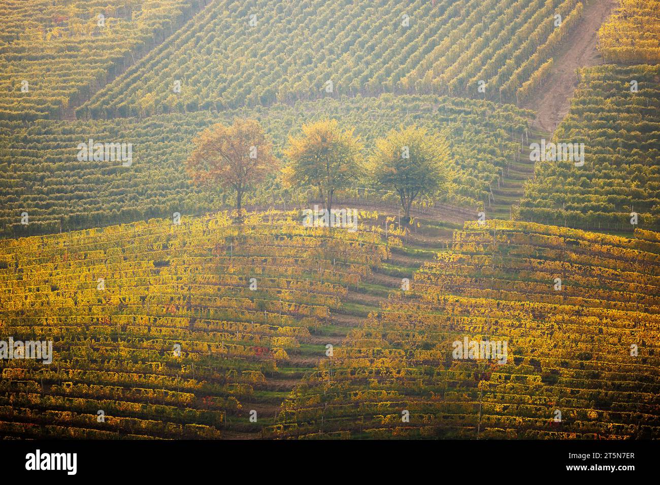 Vigneti collinari a Barbaresco, Piemonte in autunno Foto Stock