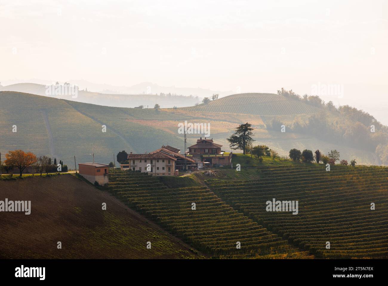 Vigneti collinari a Barbaresco, Piemonte in autunno Foto Stock